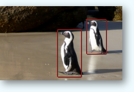 Penguins being detected by intuVision VA. 